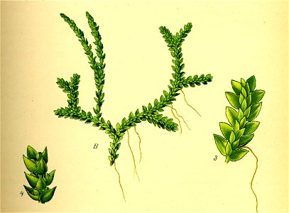 Illustration Selaginella helvetica1