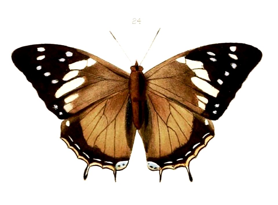 Illustrations of new species of exotic butterflies Charaxes V, Charaxes cedreatis