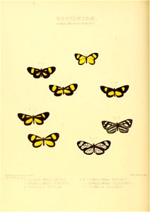 Illustrations of new species of exotic butterflies Chamaelimnas & Ithomiola