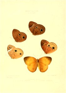 Illustrations of new species of exotic butterflies Clerome