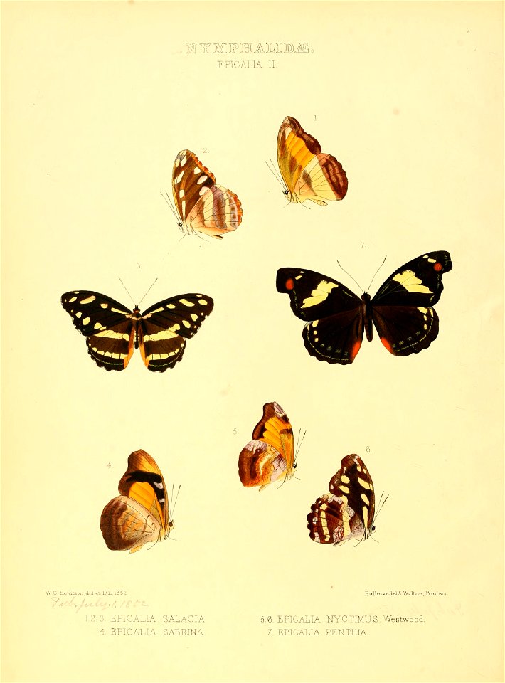 Illustrations of new species of exotic butterflies Epicalia II