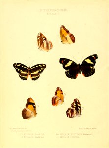 Illustrations of new species of exotic butterflies Epicalia II