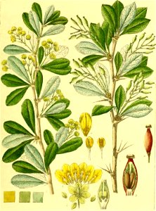 Illustrations of Indian Botany, Vol. 1 (page 65 crop)