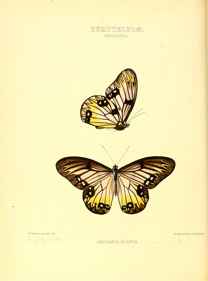 Illustrations of new species of exotic butterflies Amechania