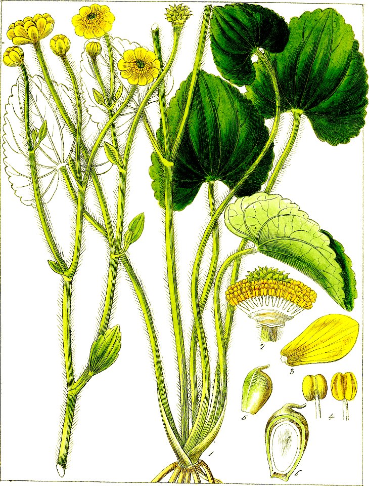 Illustrations of Indian Botany-1-0035