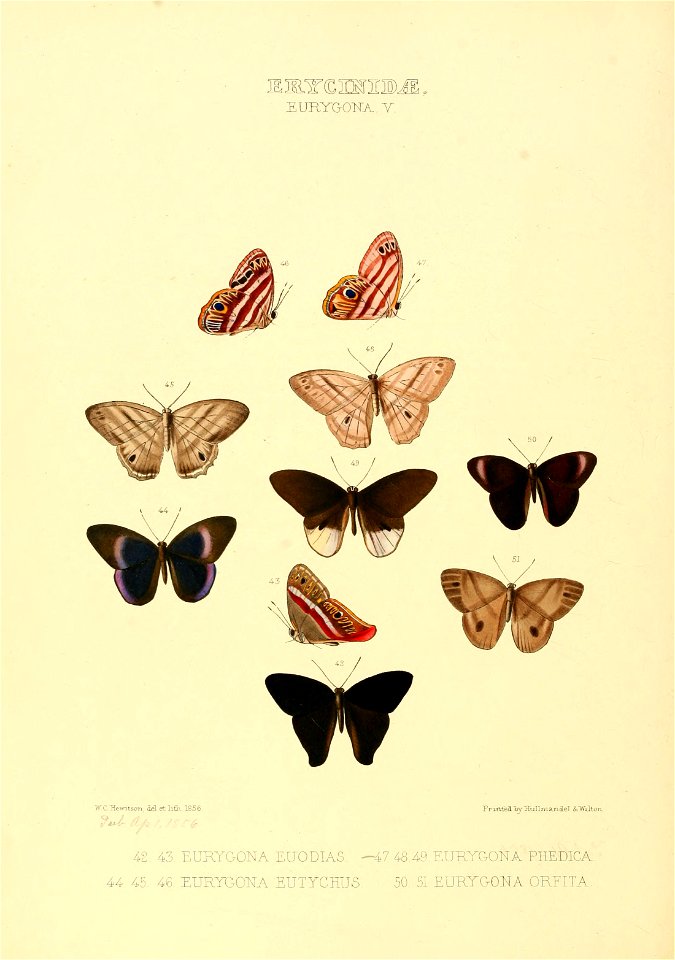 Illustrations of new species of exotic butterflies Eurygona V - Free ...