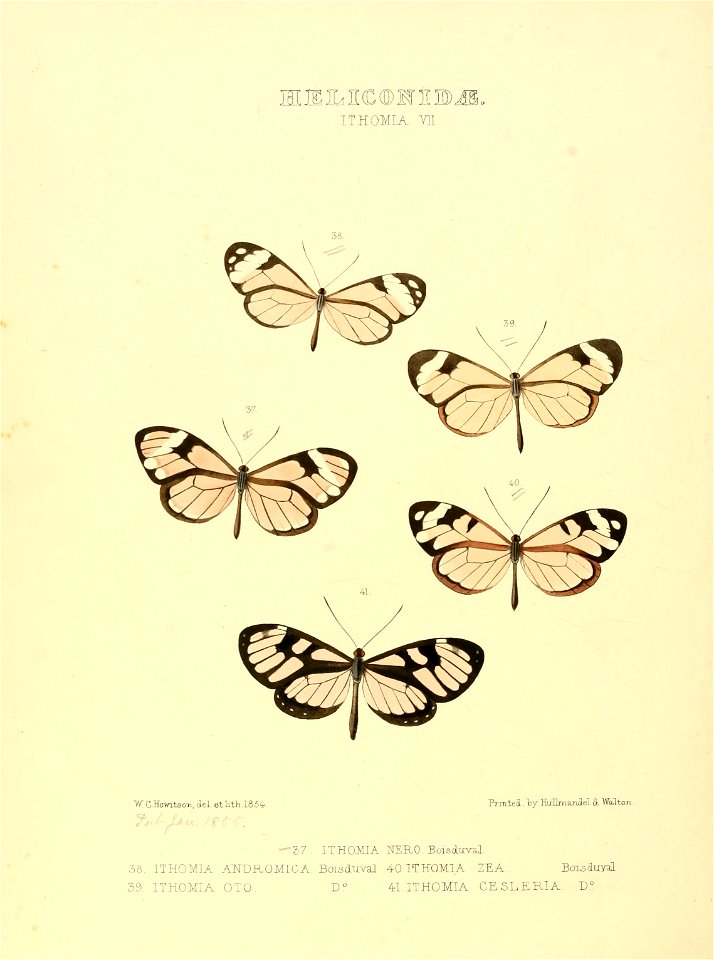 Illustrations of new species of exotic butterflies Ithomia VII - Free ...