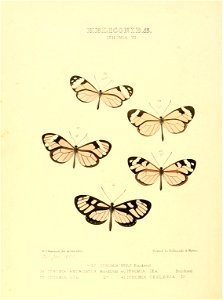 Illustrations of new species of exotic butterflies Ithomia VII