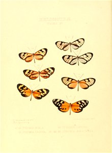 Illustrations of new species of exotic butterflies Ithomia XV