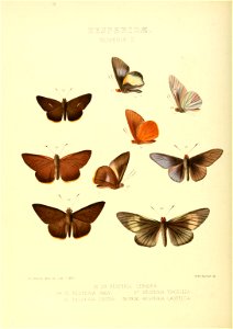 Illustrations of new species of exotic butterflies Hesperia III
