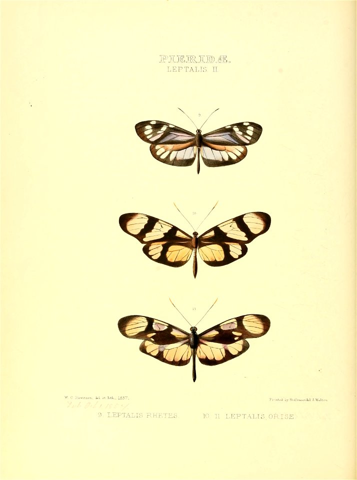 Illustrations of new species of exotic butterflies Leptalis II