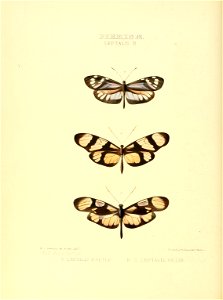 Illustrations of new species of exotic butterflies Leptalis II
