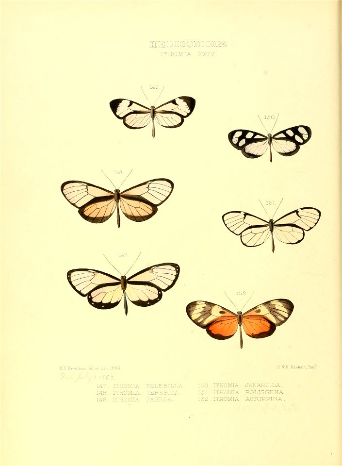 Illustrations of new species of exotic butterflies Ithomia XXIV