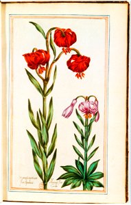 Illustrations de Le Jardin du très chrestien Henry IV.f24