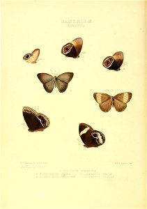 Illustrations of new species of exotic butterflies Hypocista & Zipaetis