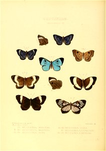 Illustrations of new species of exotic butterflies Mesosemia IX