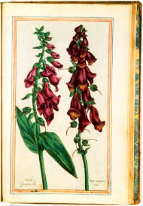 Illustrations de Le Jardin du très chrestien Henry IV.f52