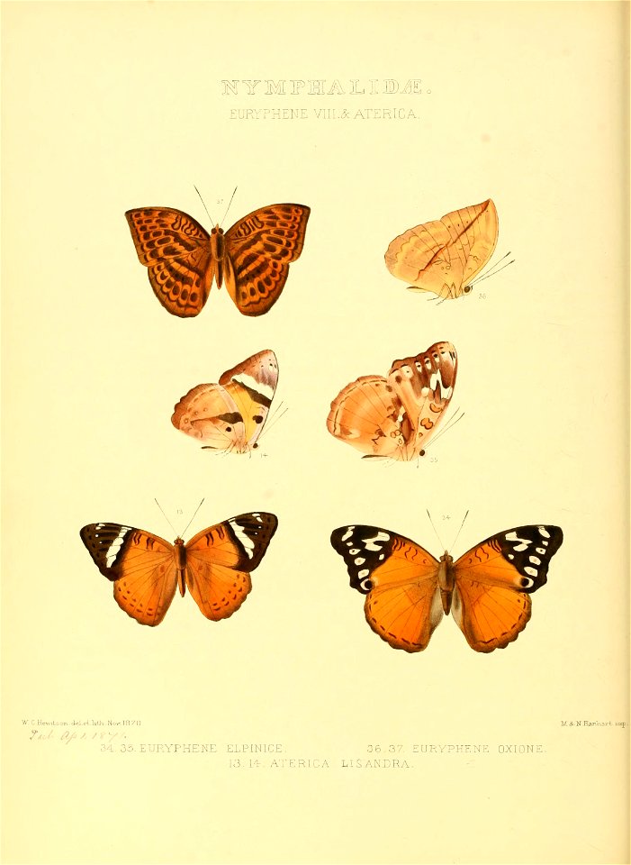 Illustrations of new species of exotic butterflies Euryphene VIII & Aterica