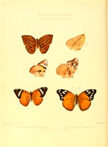 Illustrations of new species of exotic butterflies Euryphene VIII & Aterica