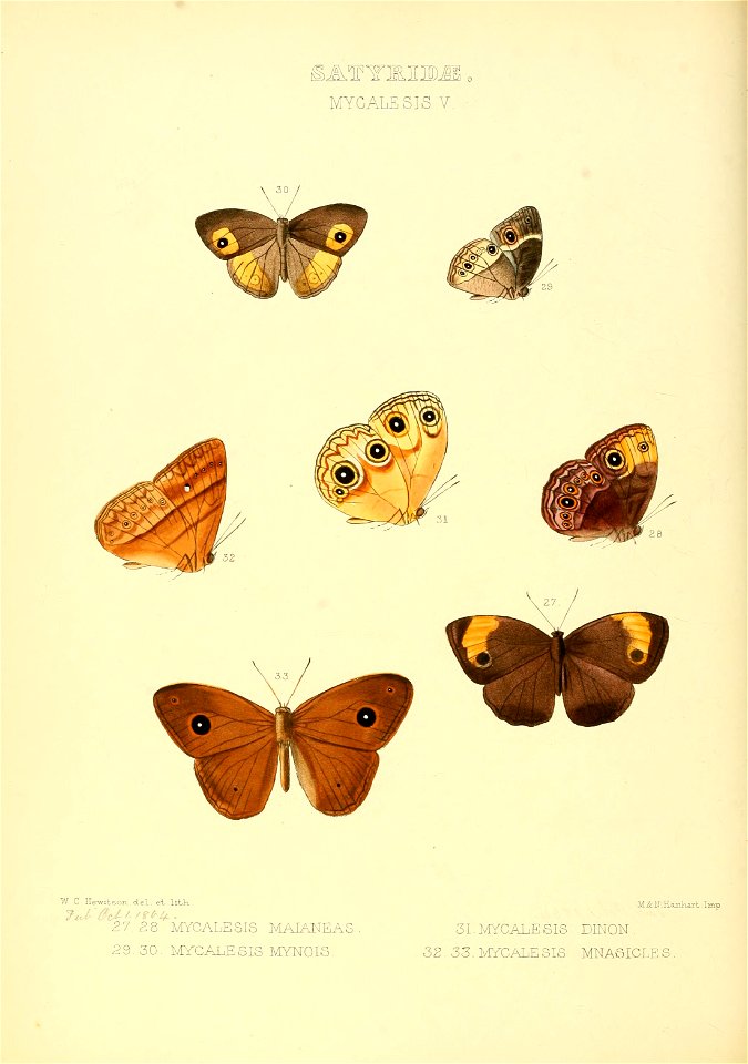 Illustrations of new species of exotic butterflies Mycalesis V