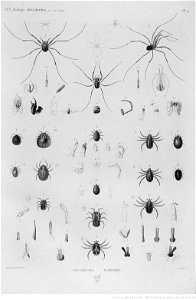 Illustrations de Description de l'Egypte Pl46