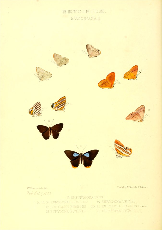 Illustrations of new species of exotic butterflies Eurygona II