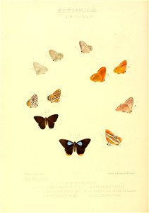 Illustrations of new species of exotic butterflies Eurygona II