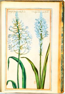 Illustrations de Le Jardin du très chrestien Henry IV.f48