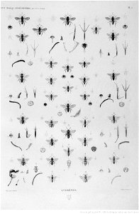Illustrations de Description de l'Egypte Pl62