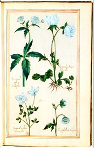 Illustrations de Le Jardin du très chrestien Henry IV.f16
