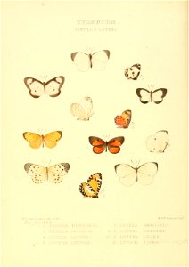 Illustrations of new species of exotic butterflies Pentila & Liptena