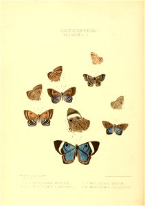 Illustrations of new species of exotic butterflies Mesosemia I