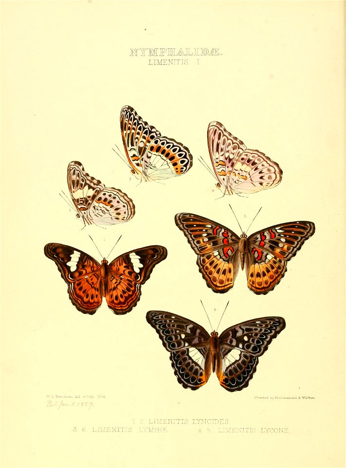 Illustrations of new species of exotic butterflies Limenitis I - Free ...