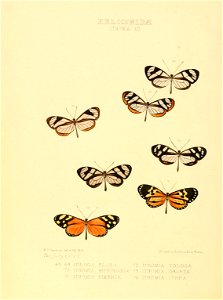 Illustrations of new species of exotic butterflies Ithomia XII