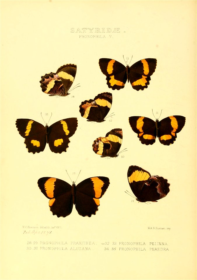 Illustrations of new species of exotic butterflies Pronophila V