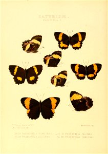 Illustrations of new species of exotic butterflies Pronophila V