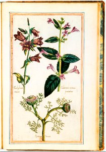 Illustrations de Le Jardin du très chrestien Henry IV.f60