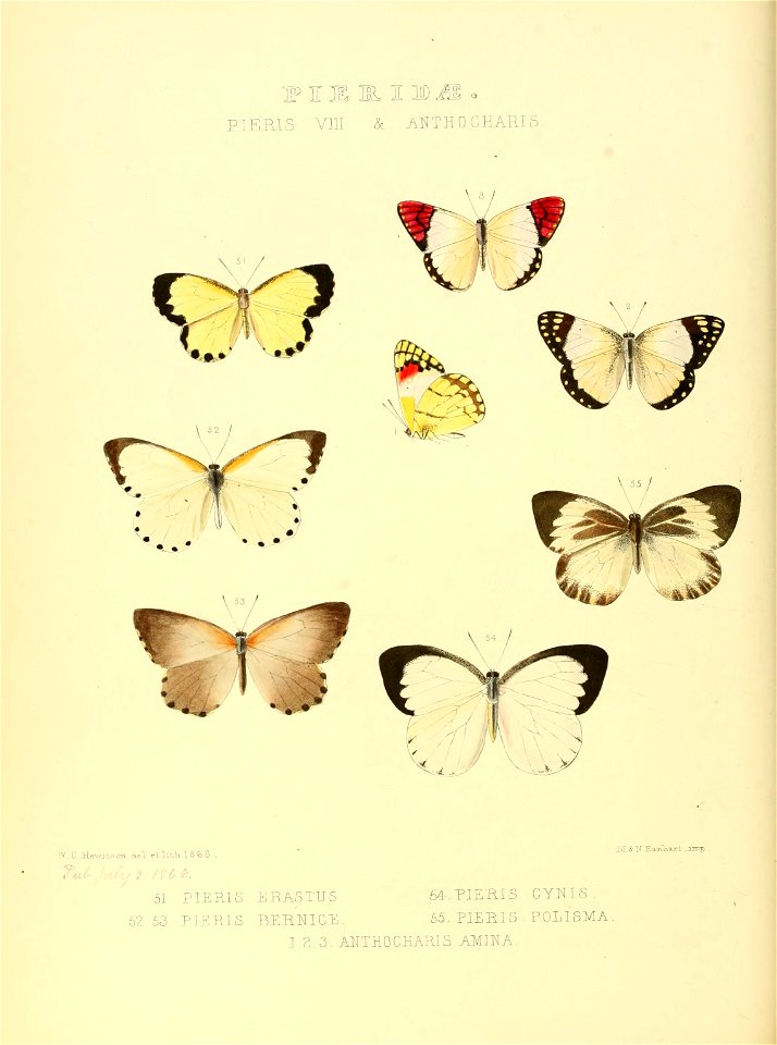 Illustrations of new species of exotic butterflies Pieris VIII & Anthocharis