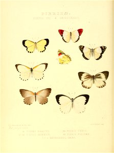 Illustrations of new species of exotic butterflies Pieris VIII & Anthocharis