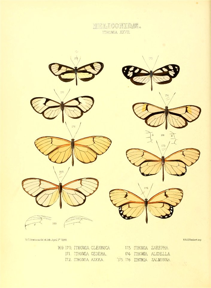 Illustrations of new species of exotic butterflies Ithomia XXVII