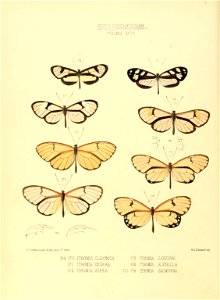 Illustrations of new species of exotic butterflies Ithomia XXVII
