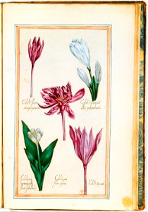Illustrations de Le Jardin du très chrestien Henry IV.f56