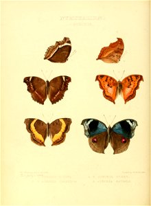 Illustrations of new species of exotic butterflies Junonia