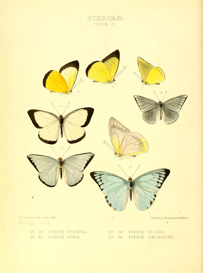 Illustrations of new species of exotic butterflies Pieris IV - Free ...