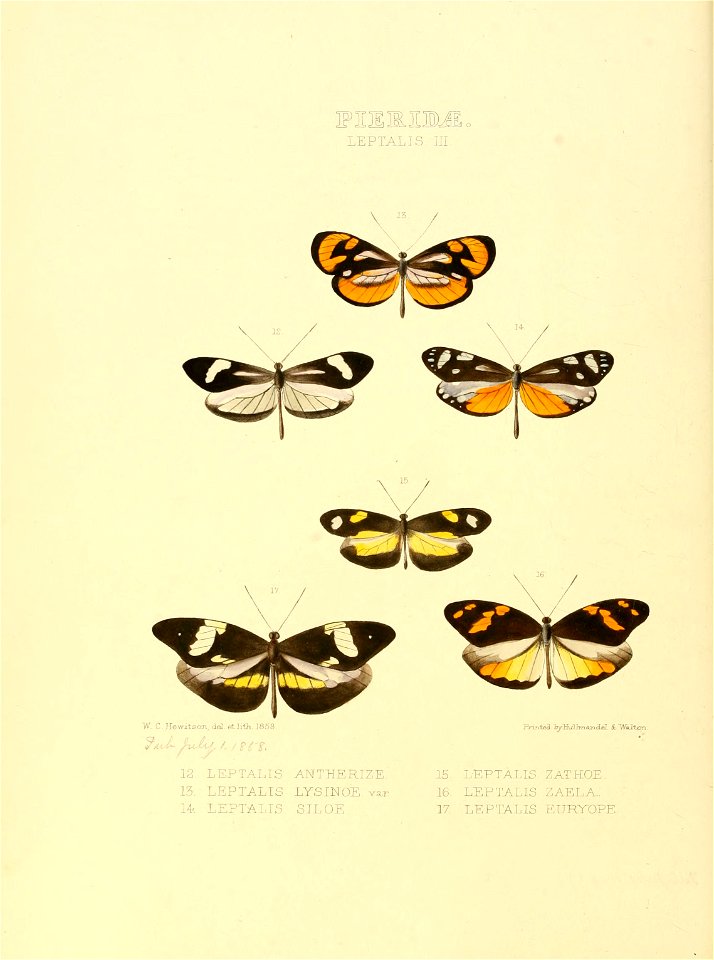Illustrations of new species of exotic butterflies Leptalis III