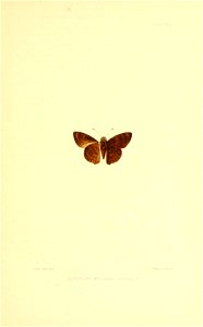 Illustrations of Diurnal Lepidoptera (Weeks) v. II, pl. 19 Achlyodes melcheri