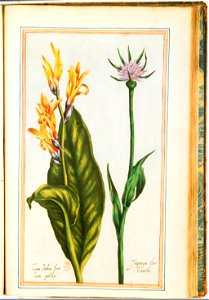 Illustrations de Le Jardin du très chrestien Henry IV.f44