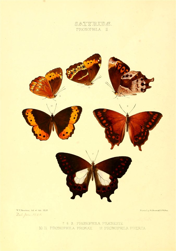 Illustrations of new species of exotic butterflies Pronophila II