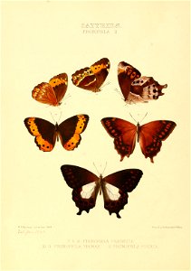 Illustrations of new species of exotic butterflies Pronophila II