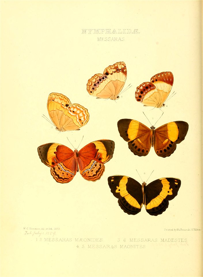 Illustrations of new species of exotic butterflies Messaras